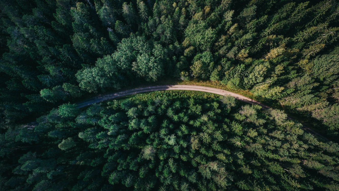 The “Mosaic Forest”: France’s Answer to Climate Adaptation