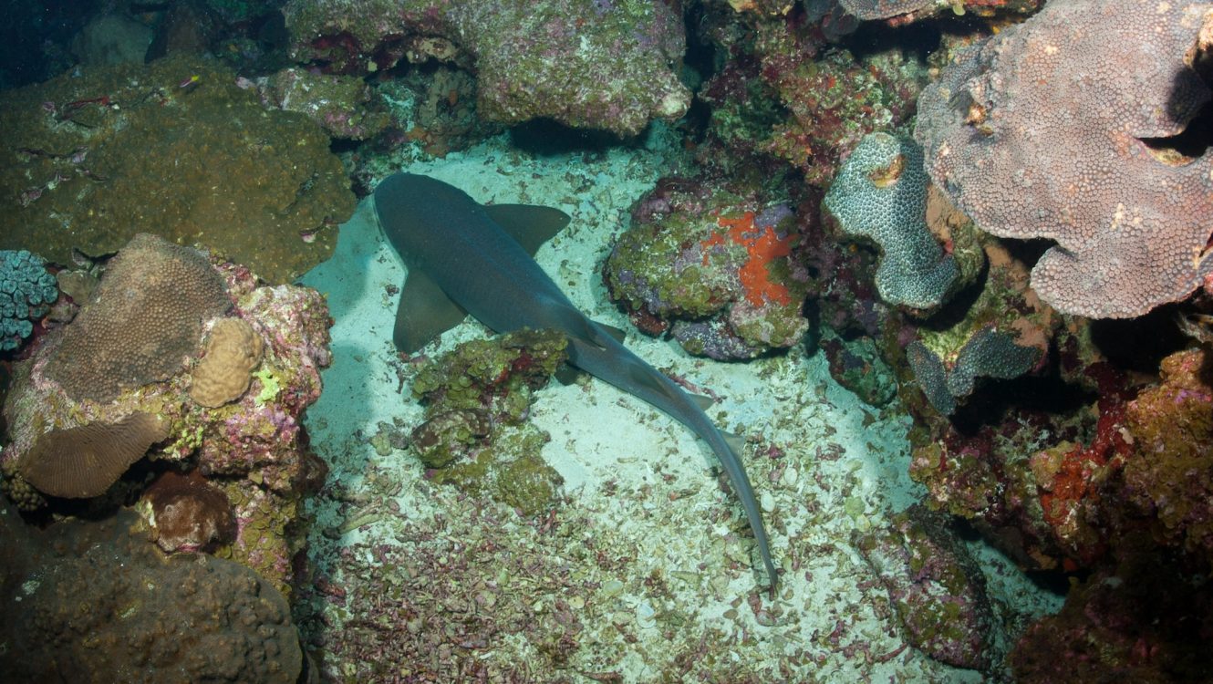 Mote Marine Laboratory: Leading the Fight to Save Reef Sharks and Coral Habitats