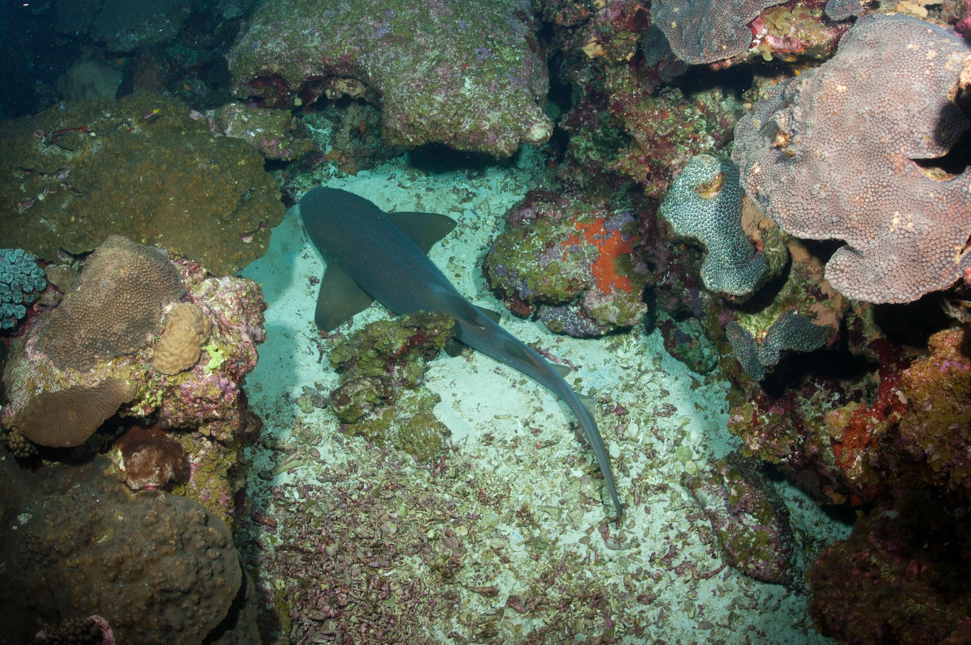 Mote Marine Laboratory: Leading the Fight to Save Reef Sharks and Coral Habitats