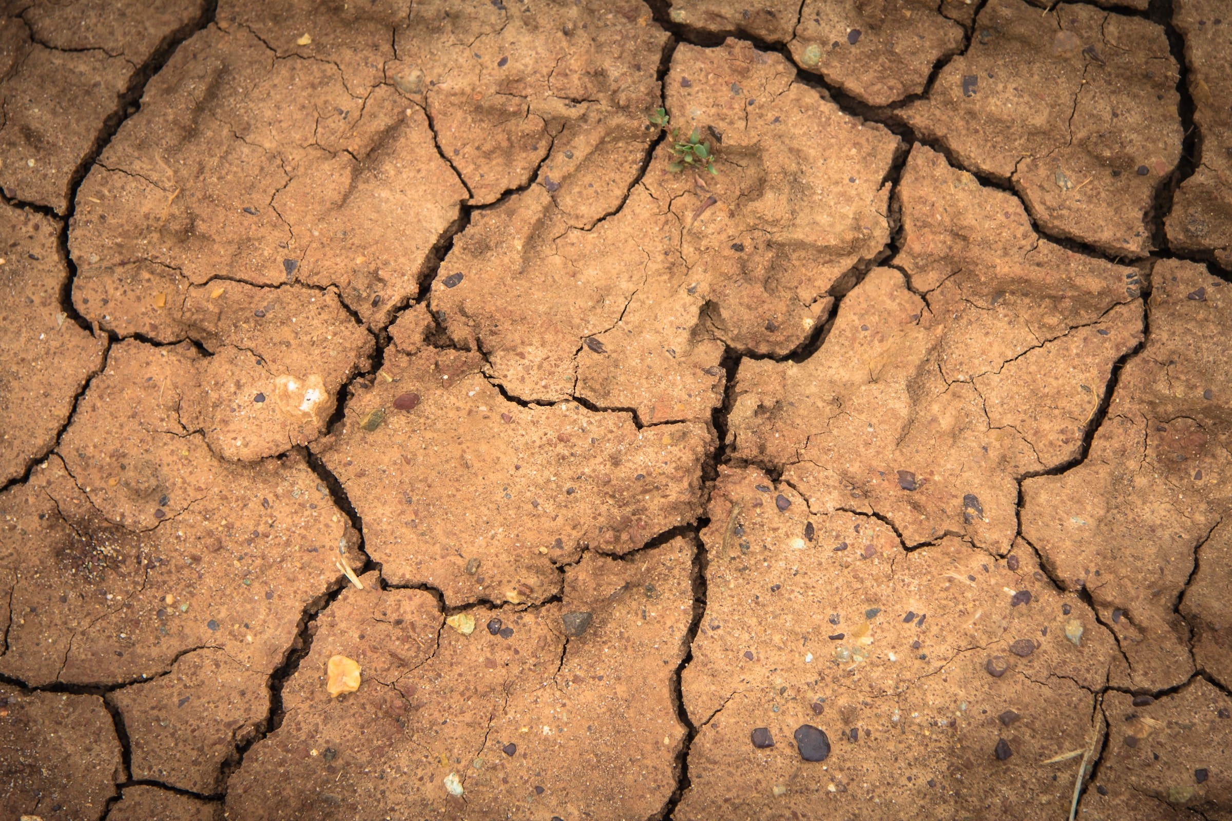 Drought in the Amazon: El Niño’s Toll on Brazilian Livelihoods