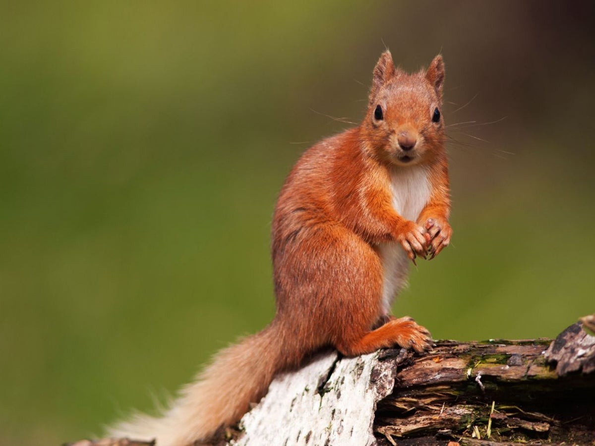 Population recovery: red squirrels on Mersea Island are back to normal