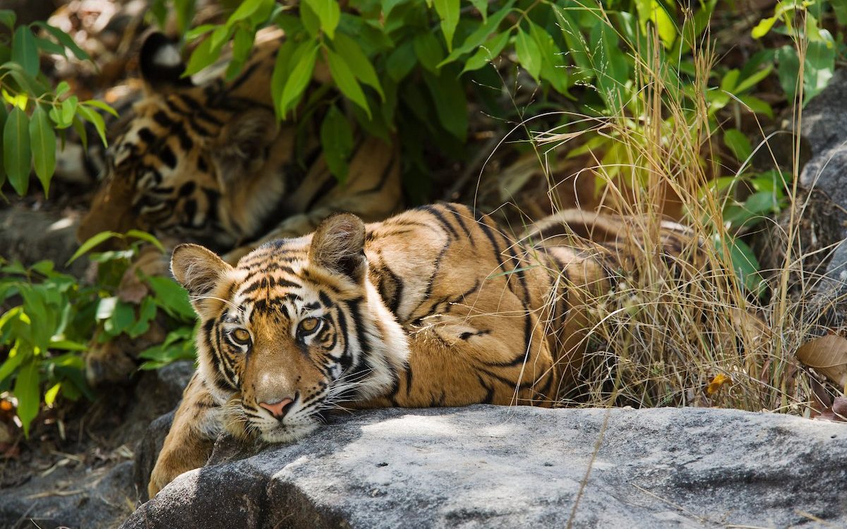 Saving tigers: conservationist initiatives