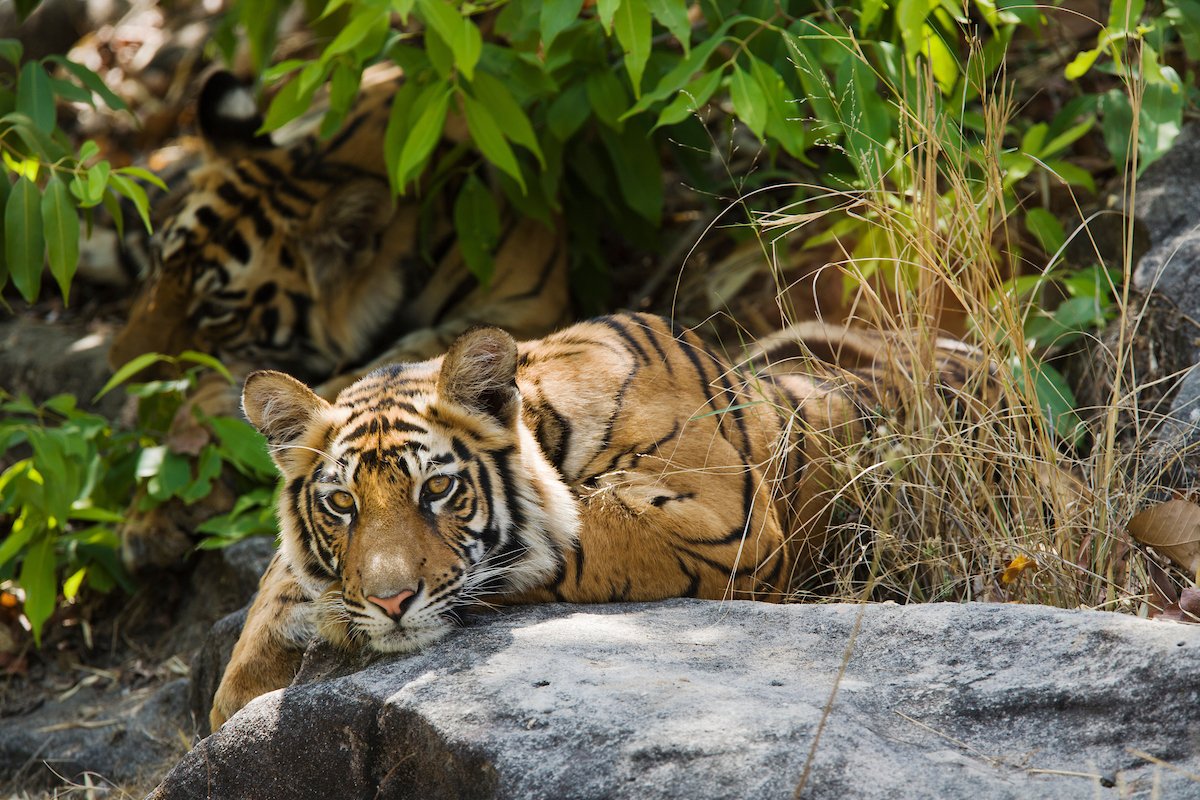 Saving tigers: conservationist initiatives