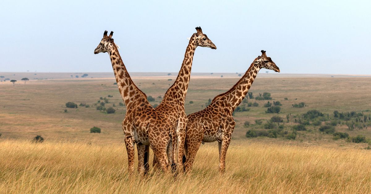 Giraffes on the brink of extinction: threat of poaching and habitat destruction