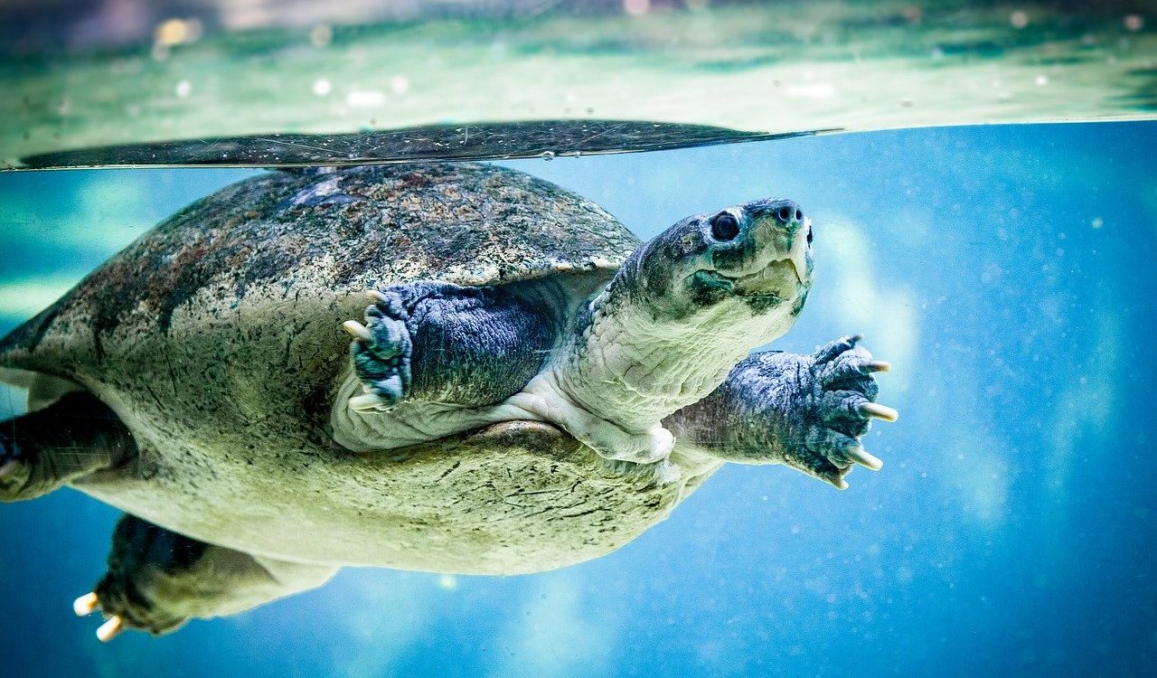 On the verge of extinction: how environmental initiatives save rare species of turtles