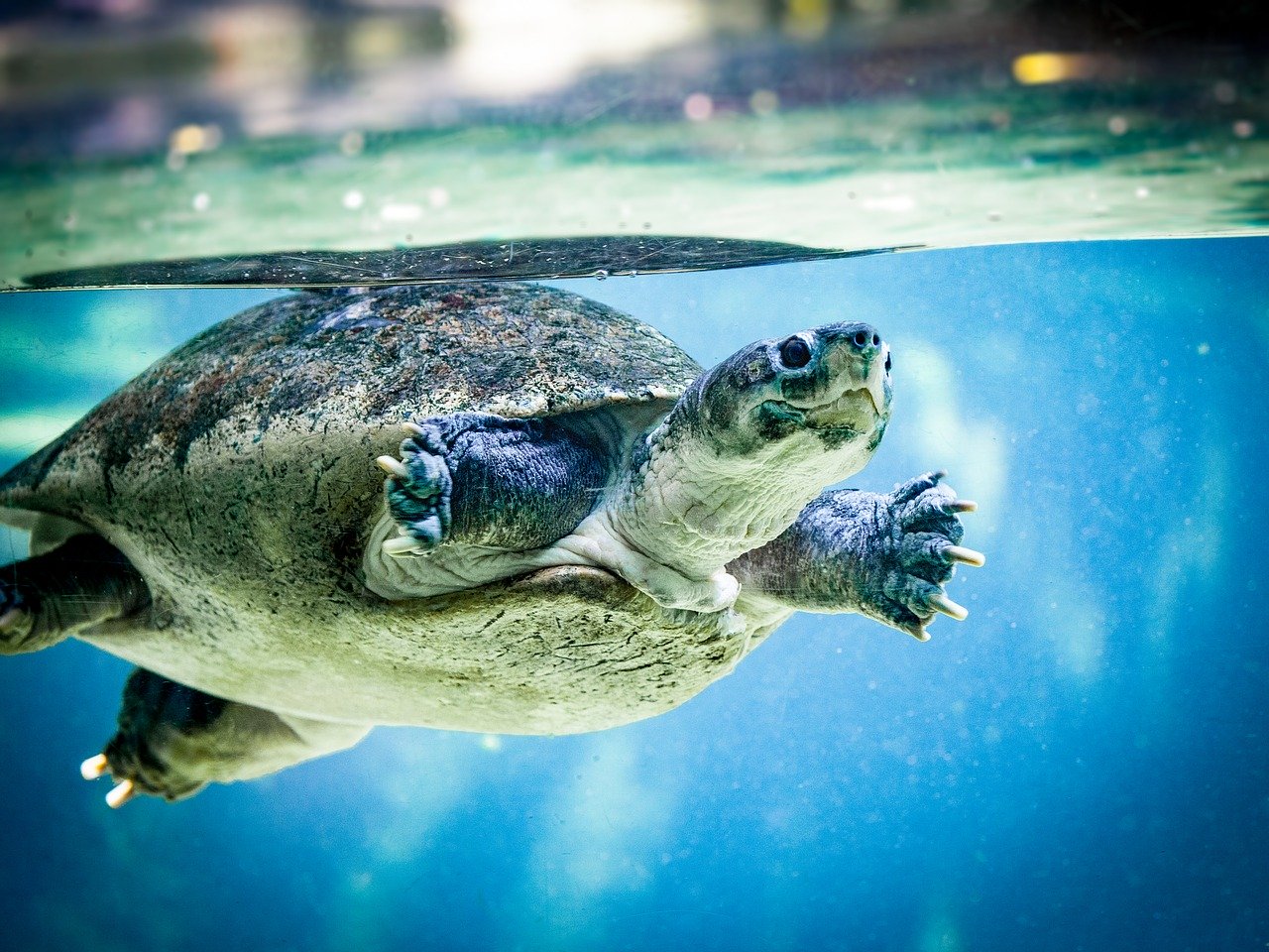 On the verge of extinction: how environmental initiatives save rare species of turtles