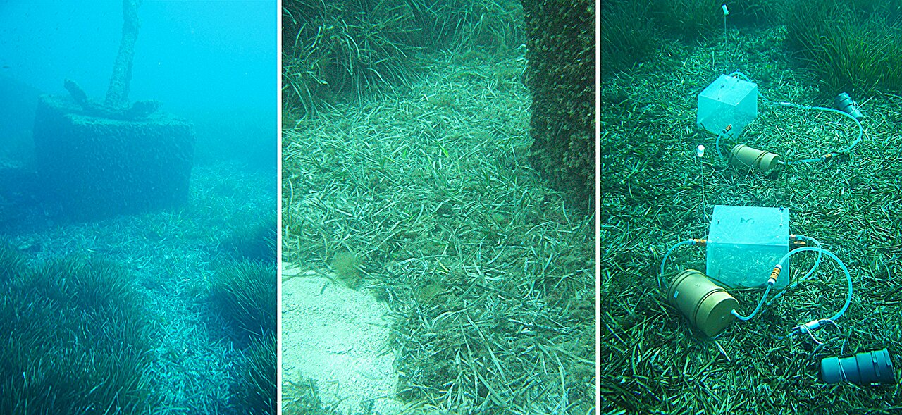 The Power of Nature: How Dead Leaves in the Sea Help Produce Oxygen